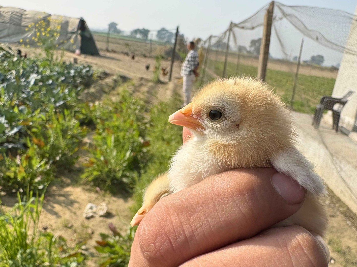 Panipat organica chick