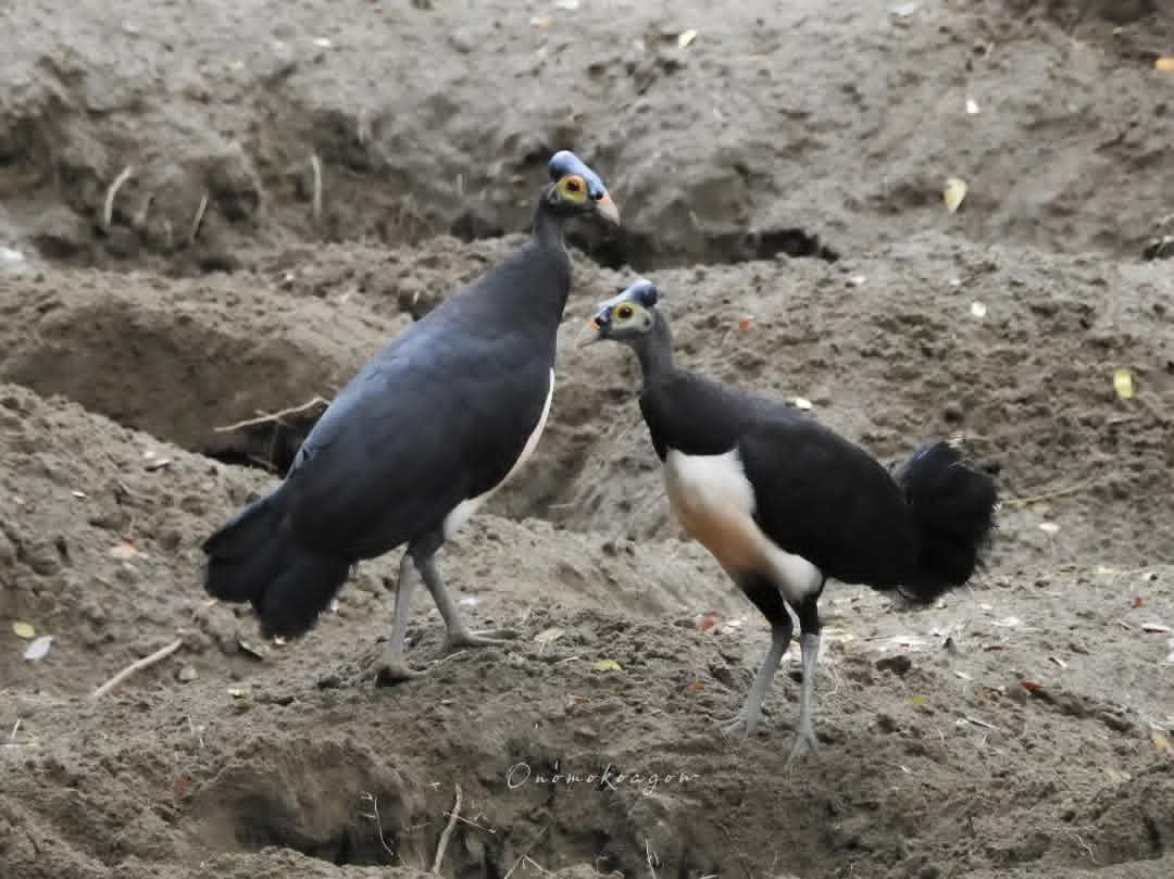 Maleo bird at Tambun Sanctuary, North Sulawesi