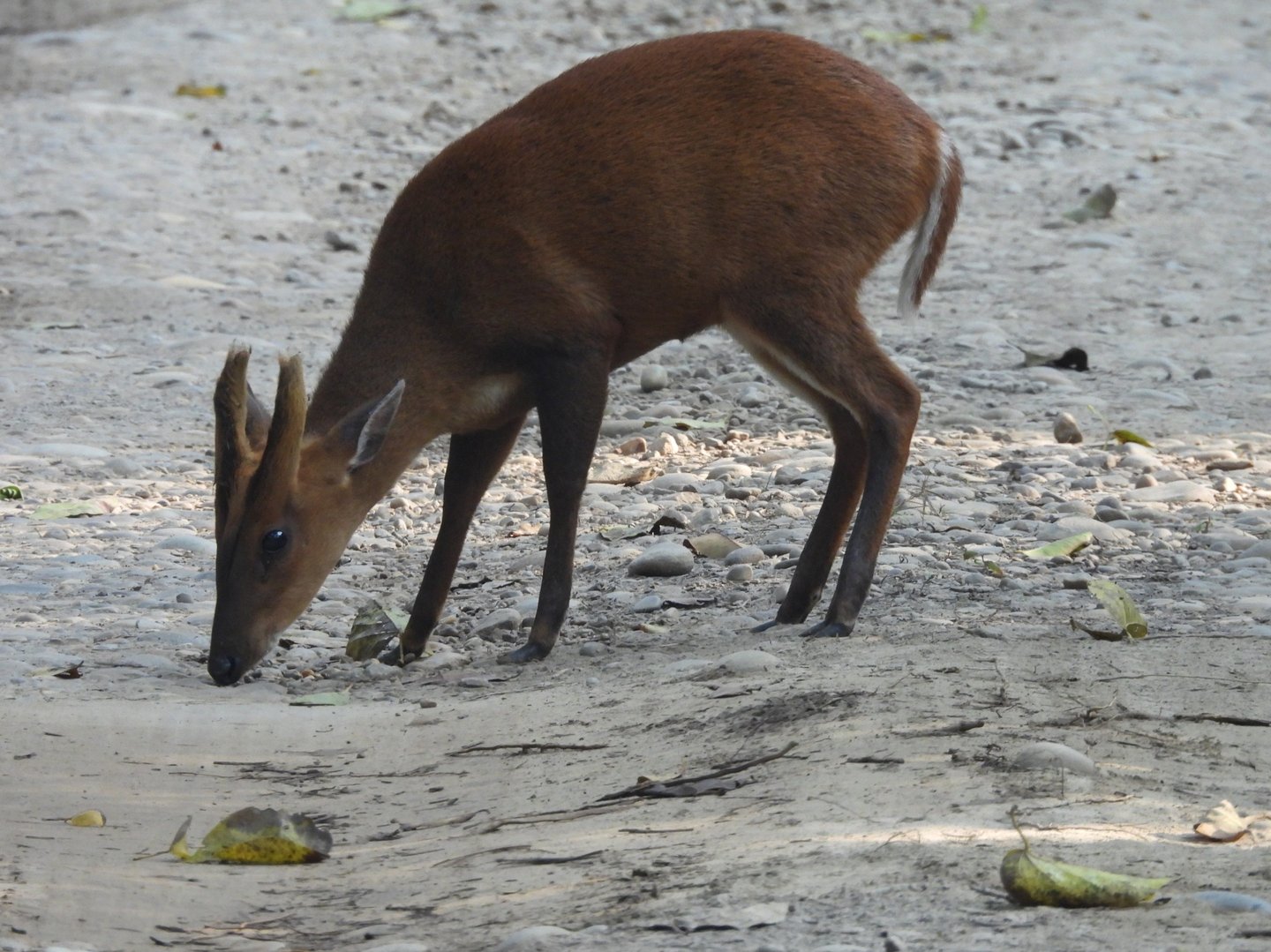 Barking deer in Bardia