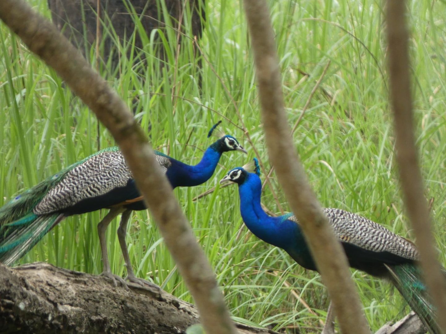 peacocks in Bardiya