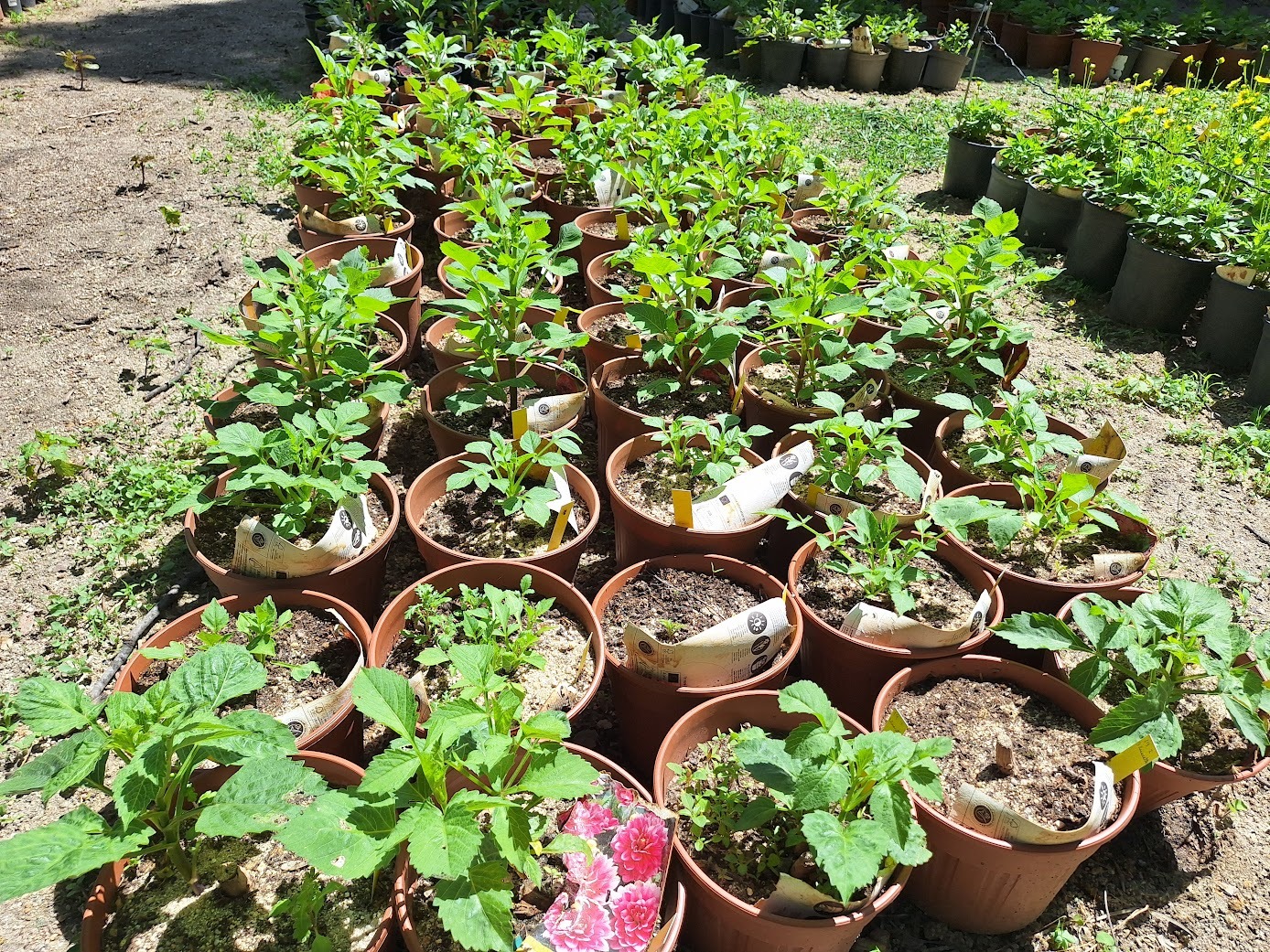 a bunch of plants together