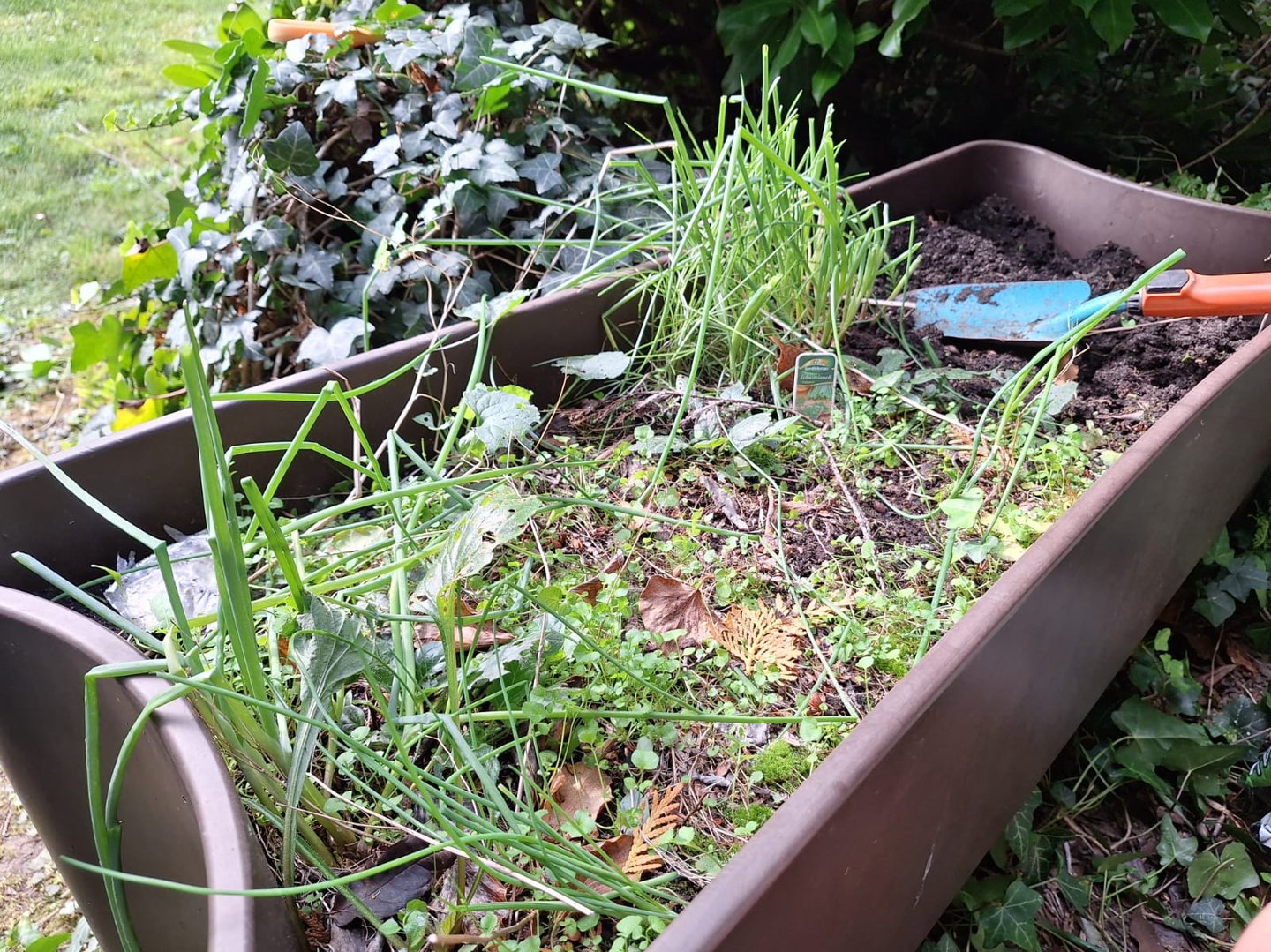multiple weeds and herbs growing in soil