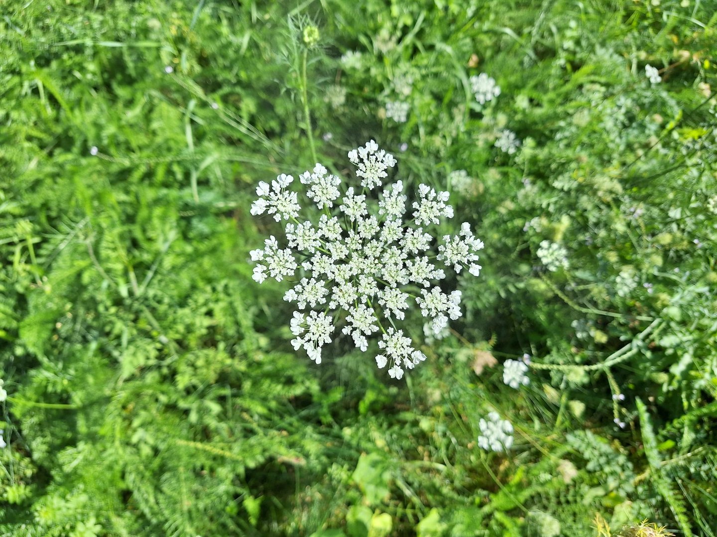 A weed with clusters of white flowers named Dacus