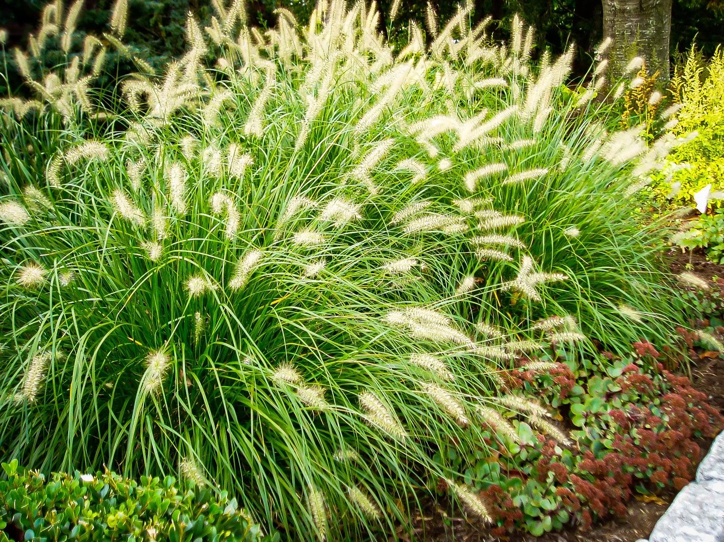 green and white Dwarf Fountain Grass