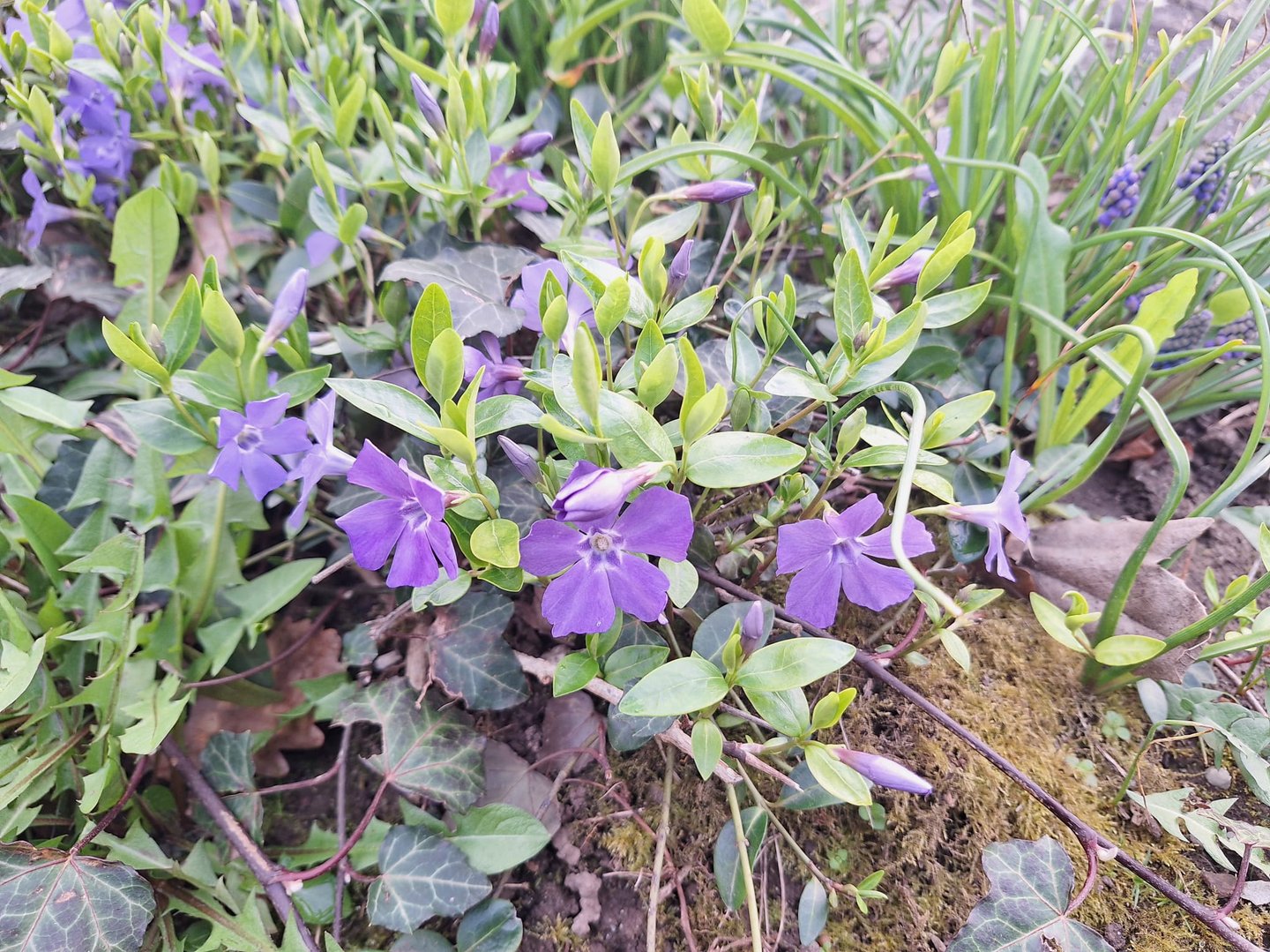 a Vinca shade plant woth purple flowers