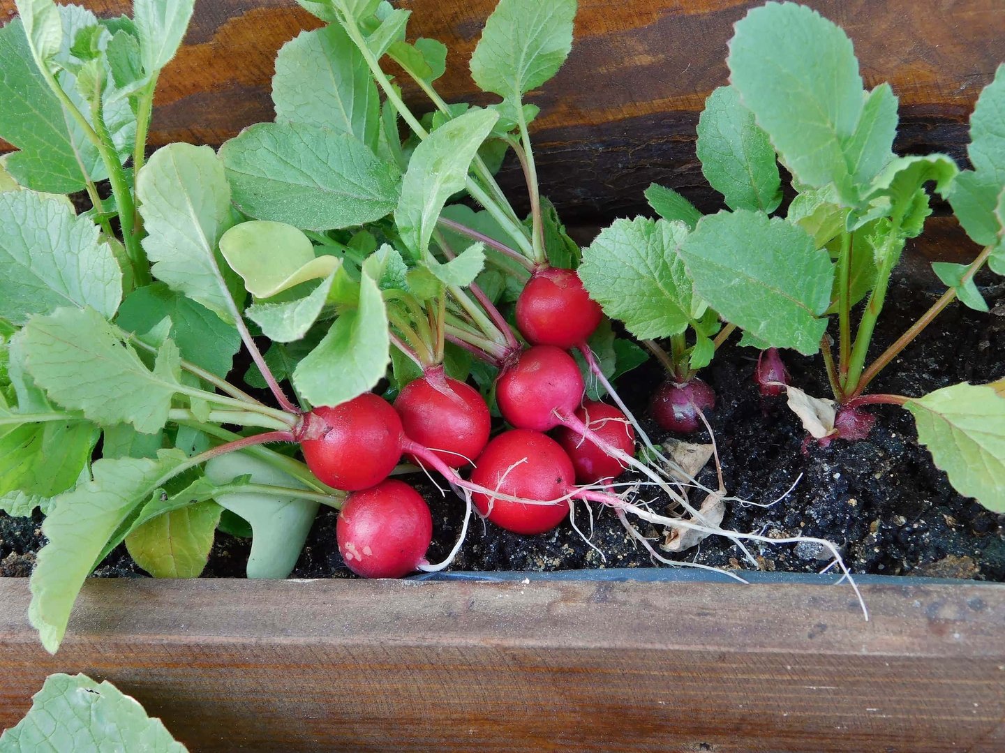 multiple healthy Radishes growing in a container