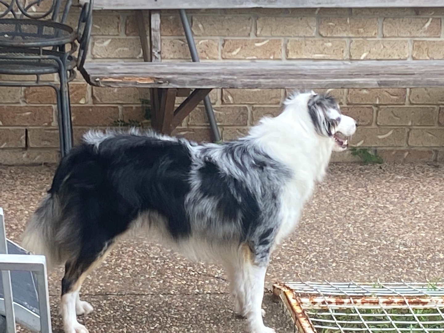top condition border collie pregnancy 