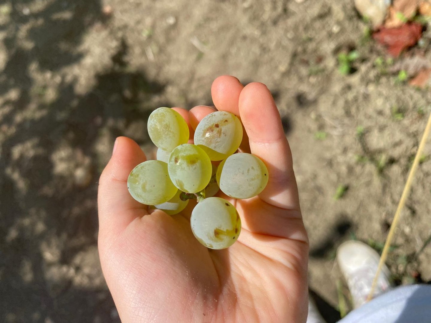 a person holding a bunch of grapes in their hands