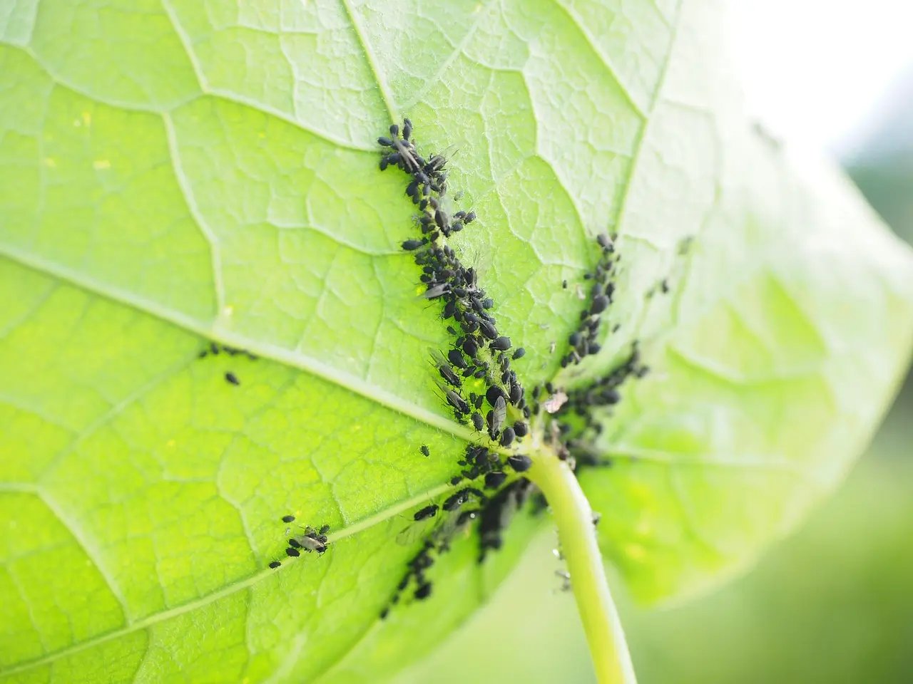 Invasion de pucerons noirs sous une feuille verte sur un balcon potager urbain