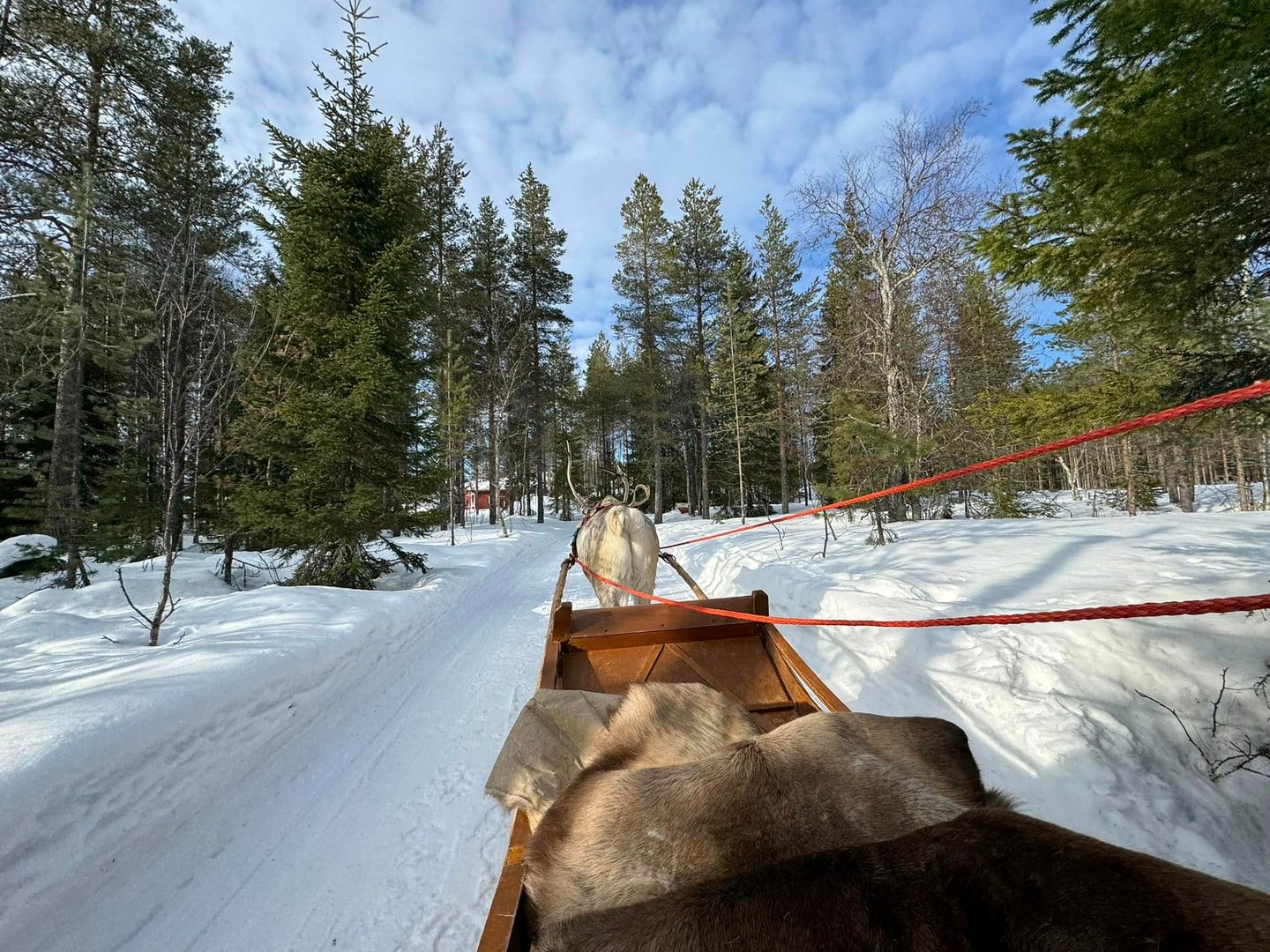A reindeer sleigh ride through a snowy pine forest in Lapland under a blue winter sky.