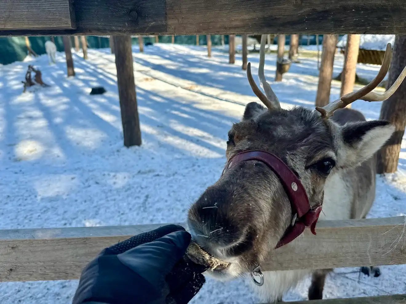 A gloved hand feeding a reindeer with antlers at a snowy outdoor winter farm enclosure.