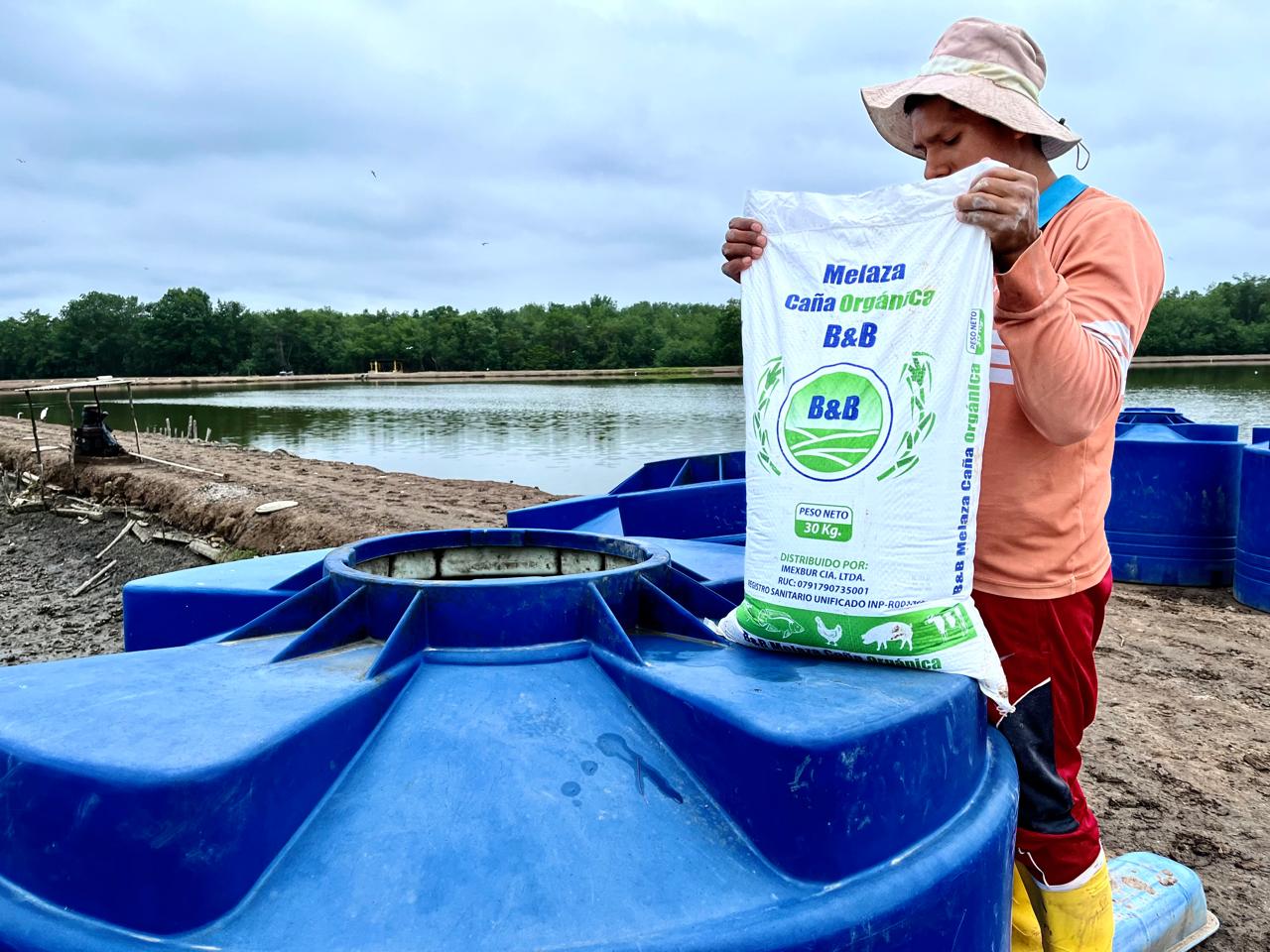 Aplicación de melaza en camaronera