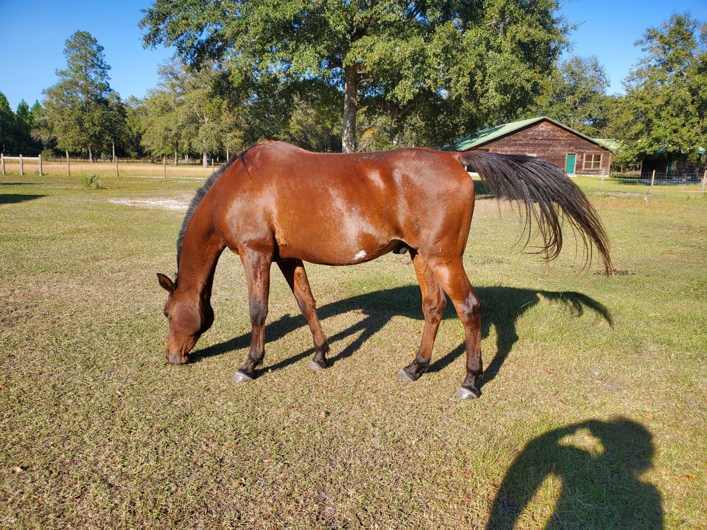 Grazing bay arabian gelding shining in the sunlight