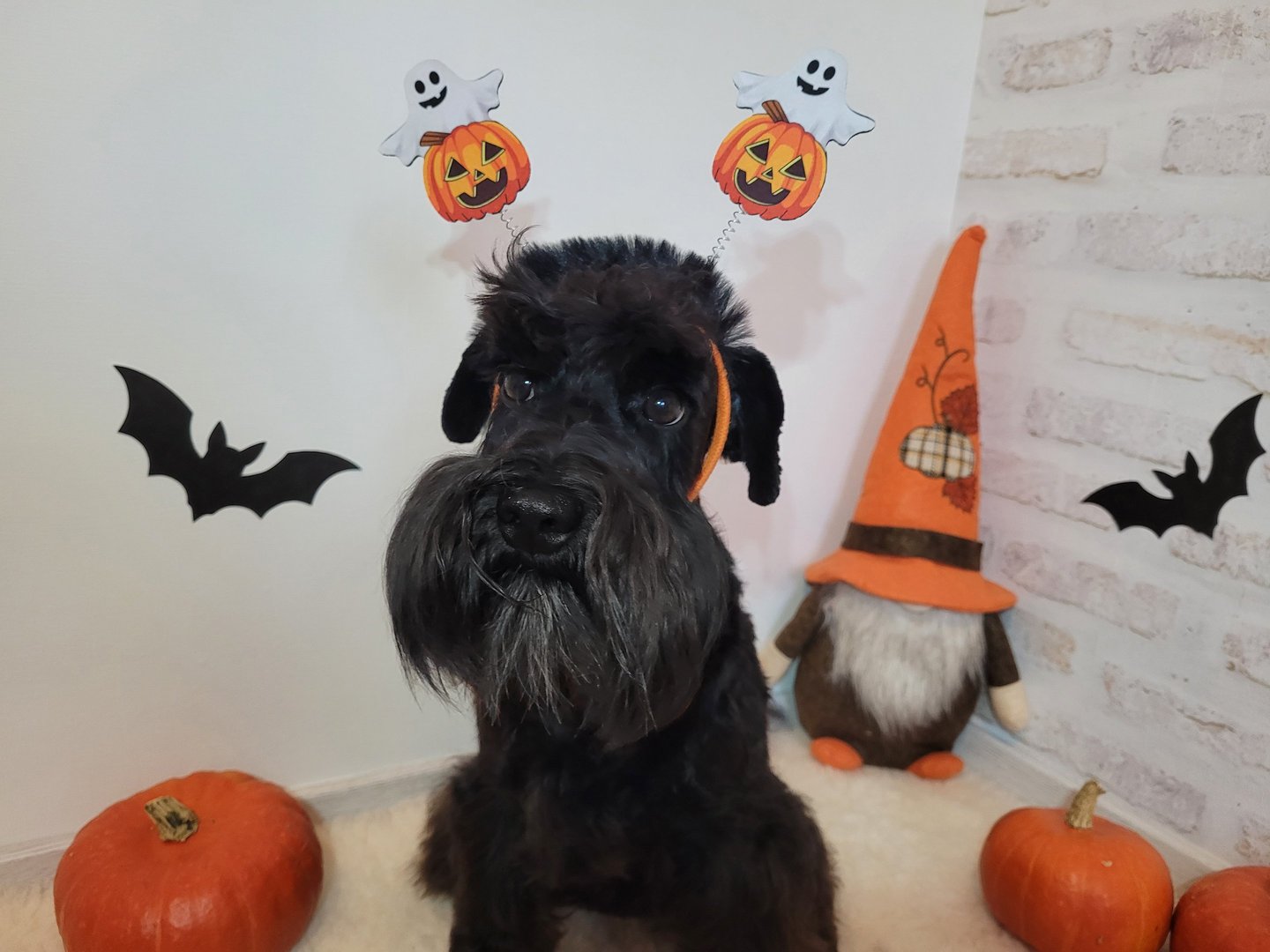 Vintus fête Halloween