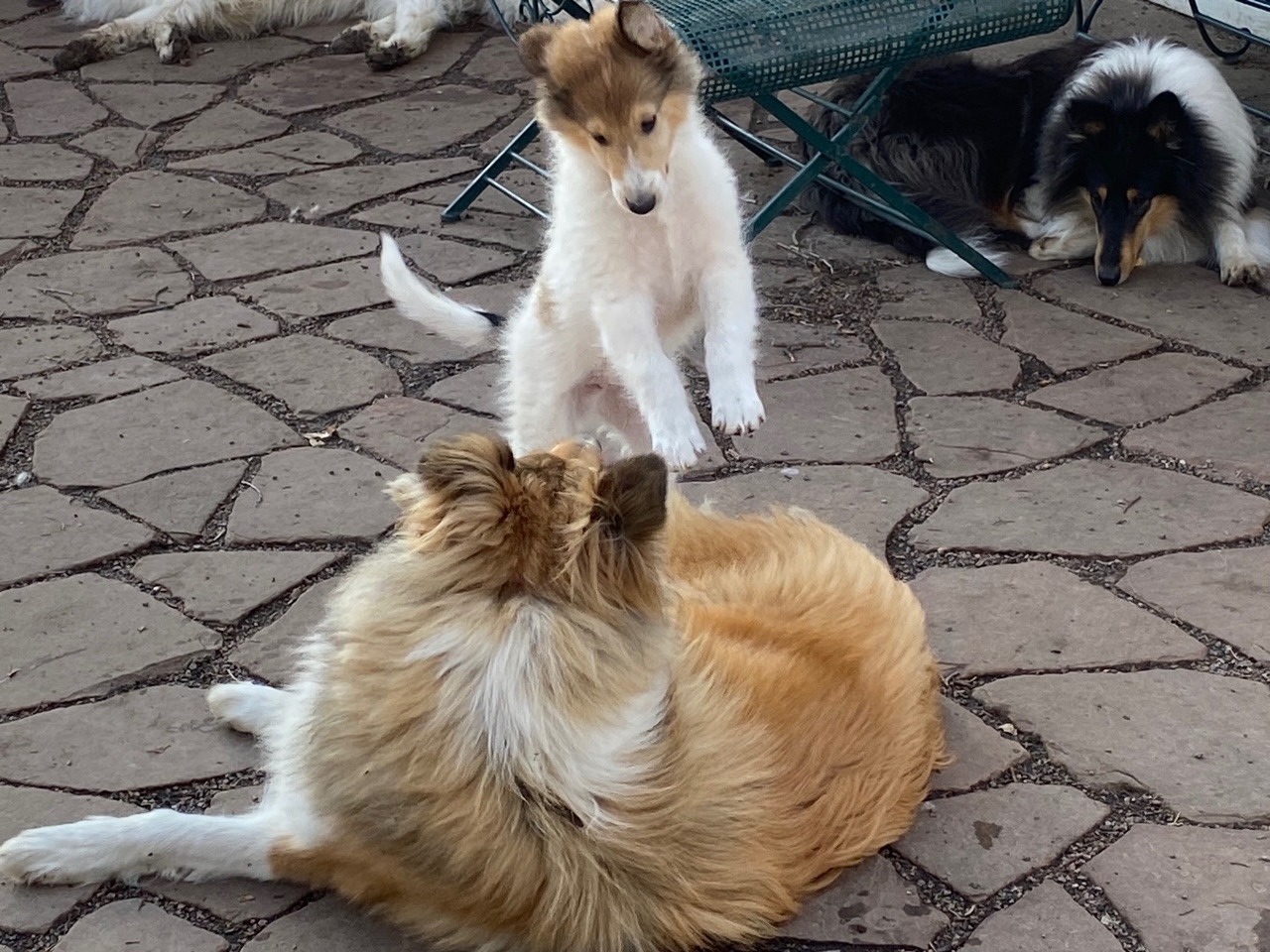 White Rough Collie puppy playing pounce, Platte Valley Kennel Club, White Rough Collie