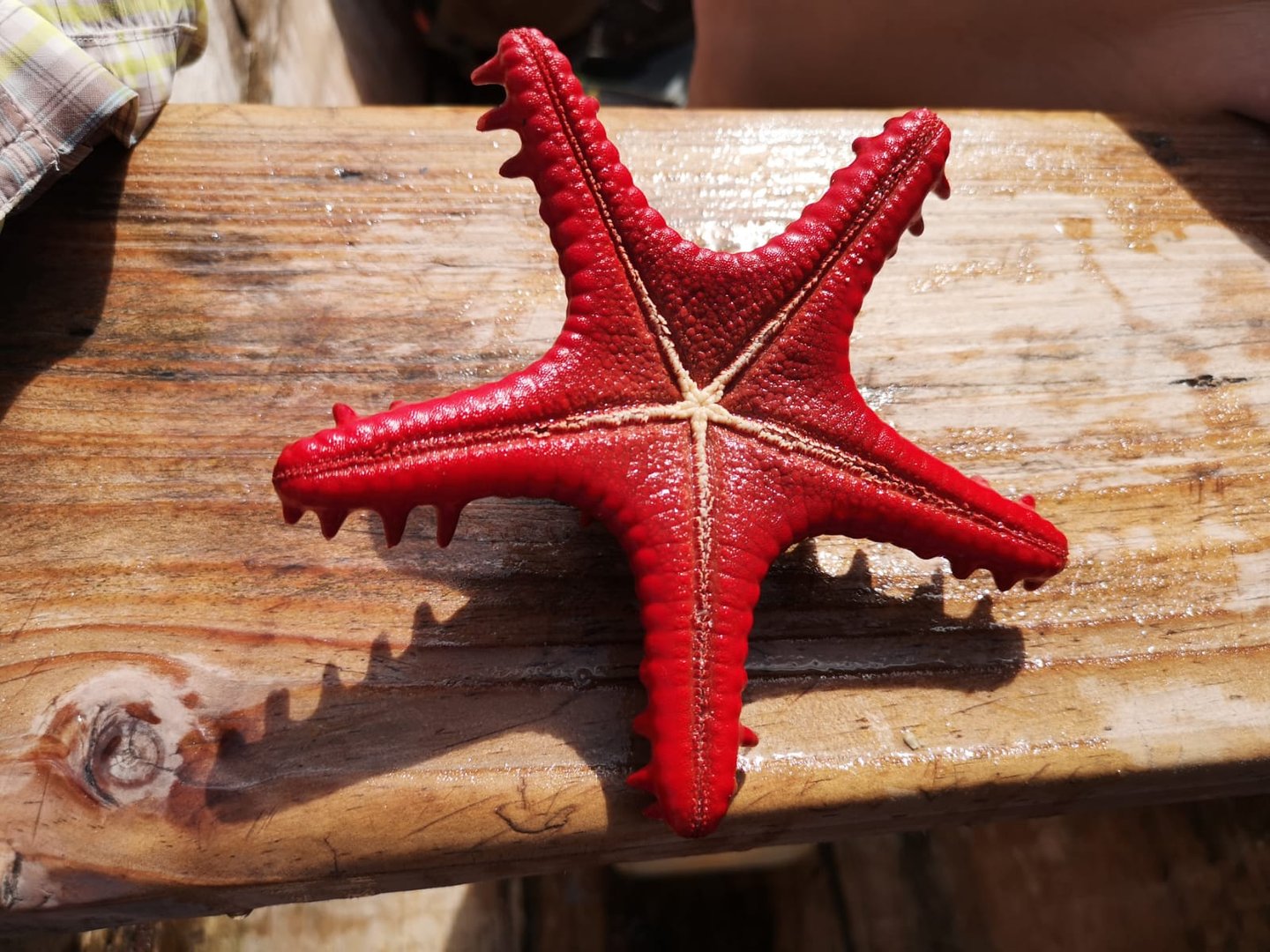 Unterwasserwelt in Pangani und Sansibar – bunte Korallen und ein leuchtende Seesterne.