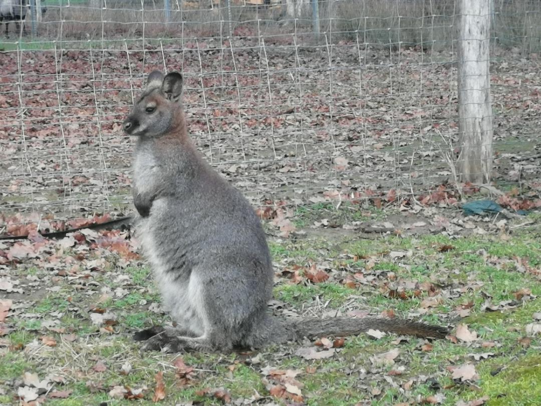 Wallaby de Bennett a vendre