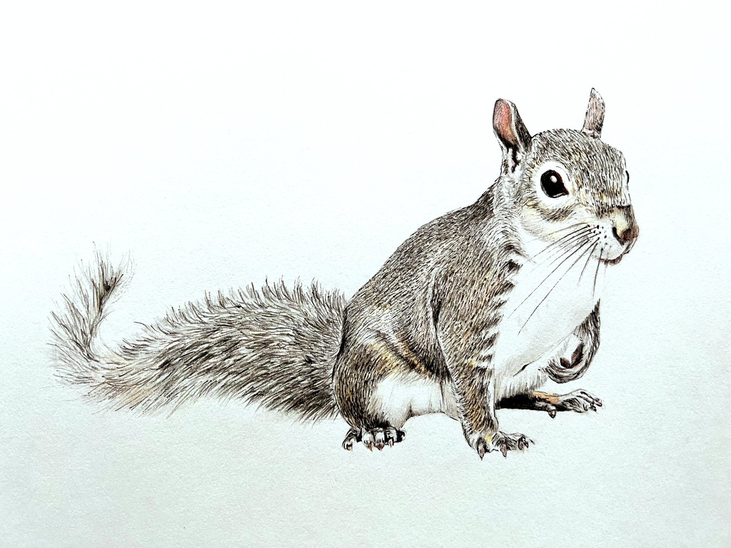 Álvaro Fernández Sáez Eichhörnchen