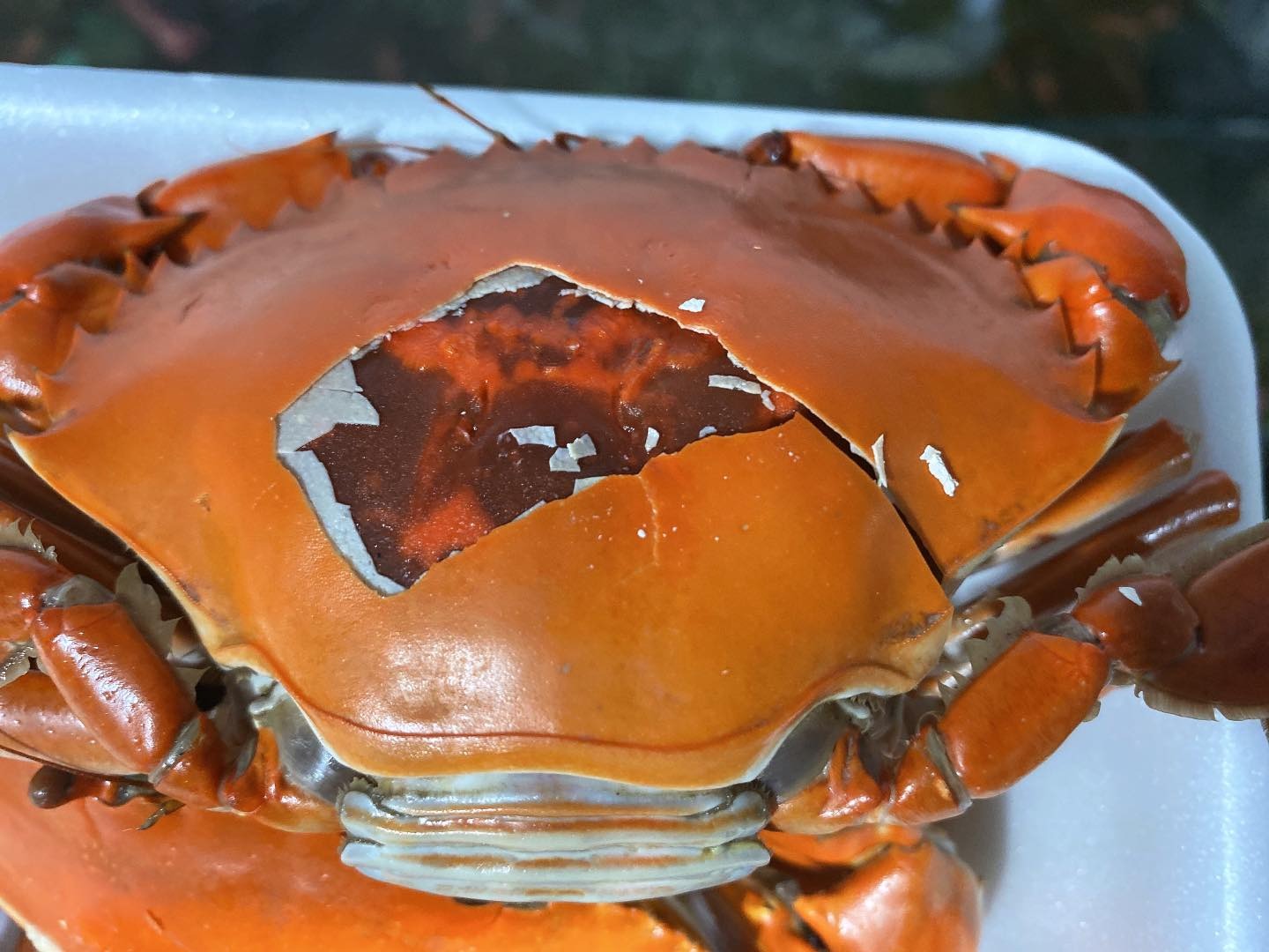 double skinned crabs