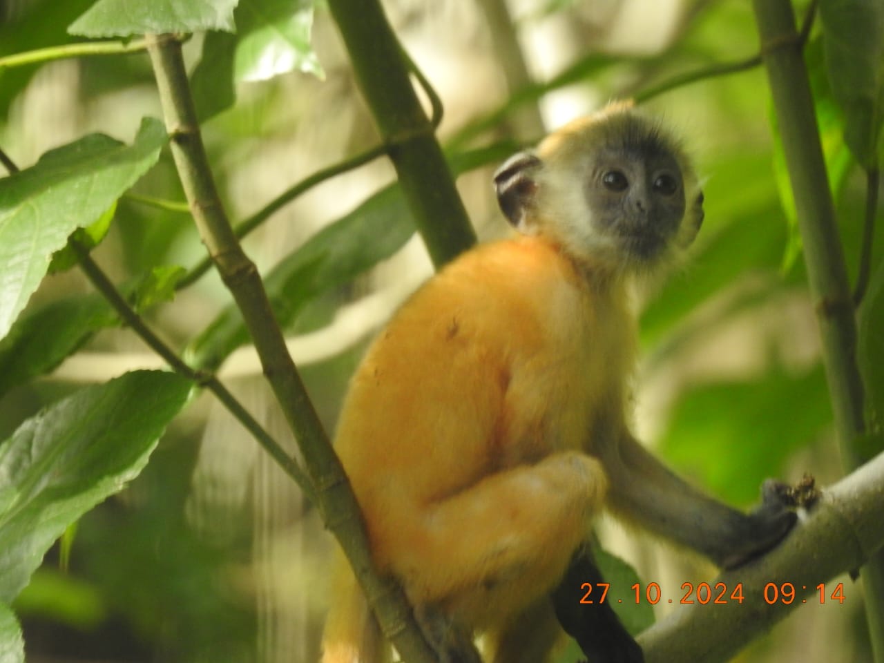Conservation 