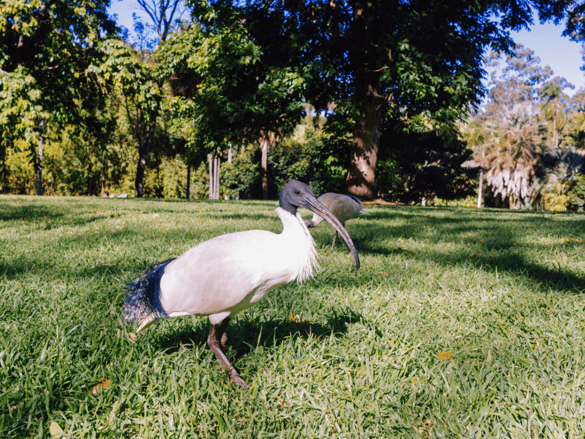 a bird with a long beak and a long beak. ibis bird, australian