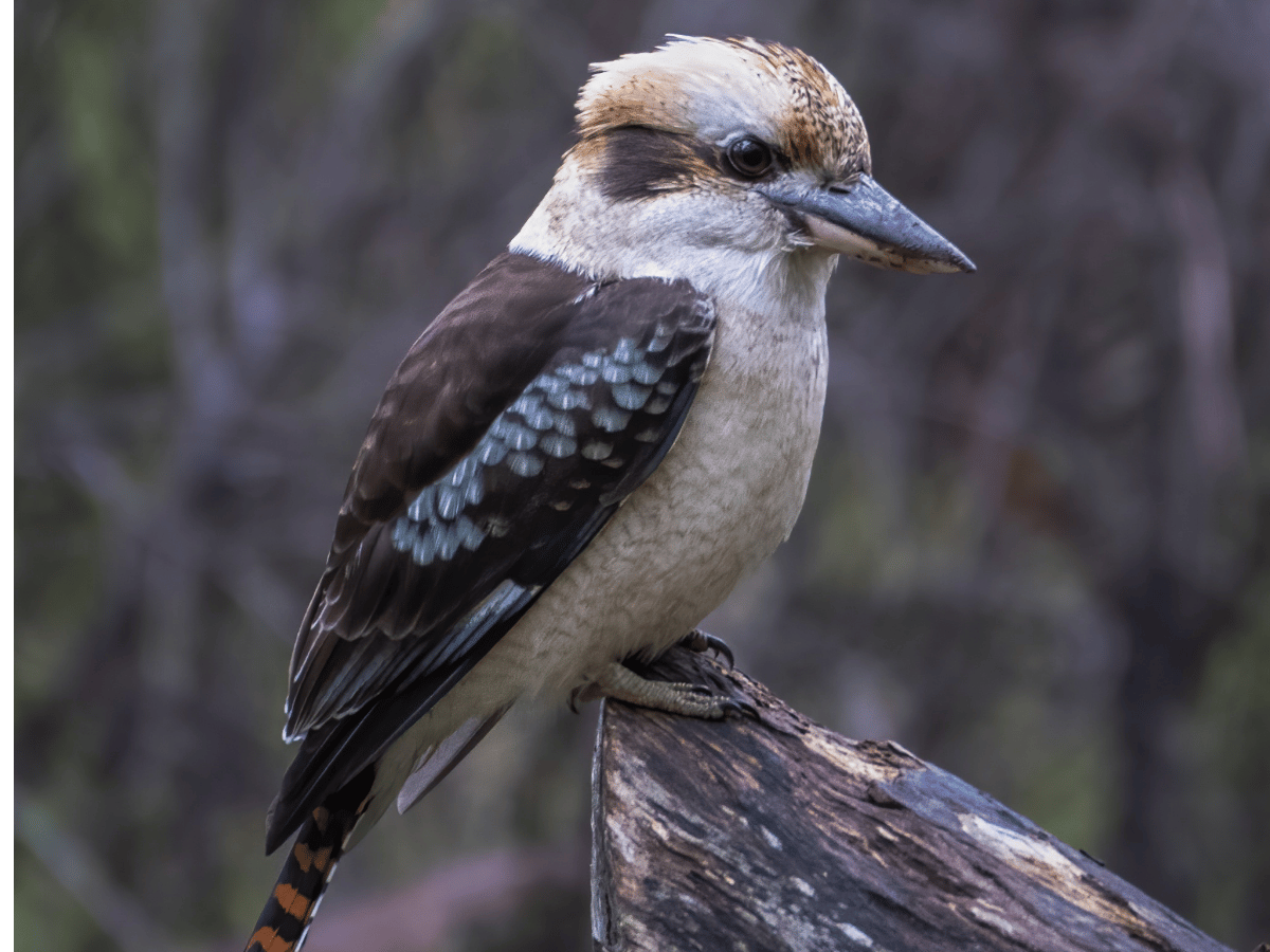 a bird sitting on a tree branch in the woods. KOOKABURRA Australia