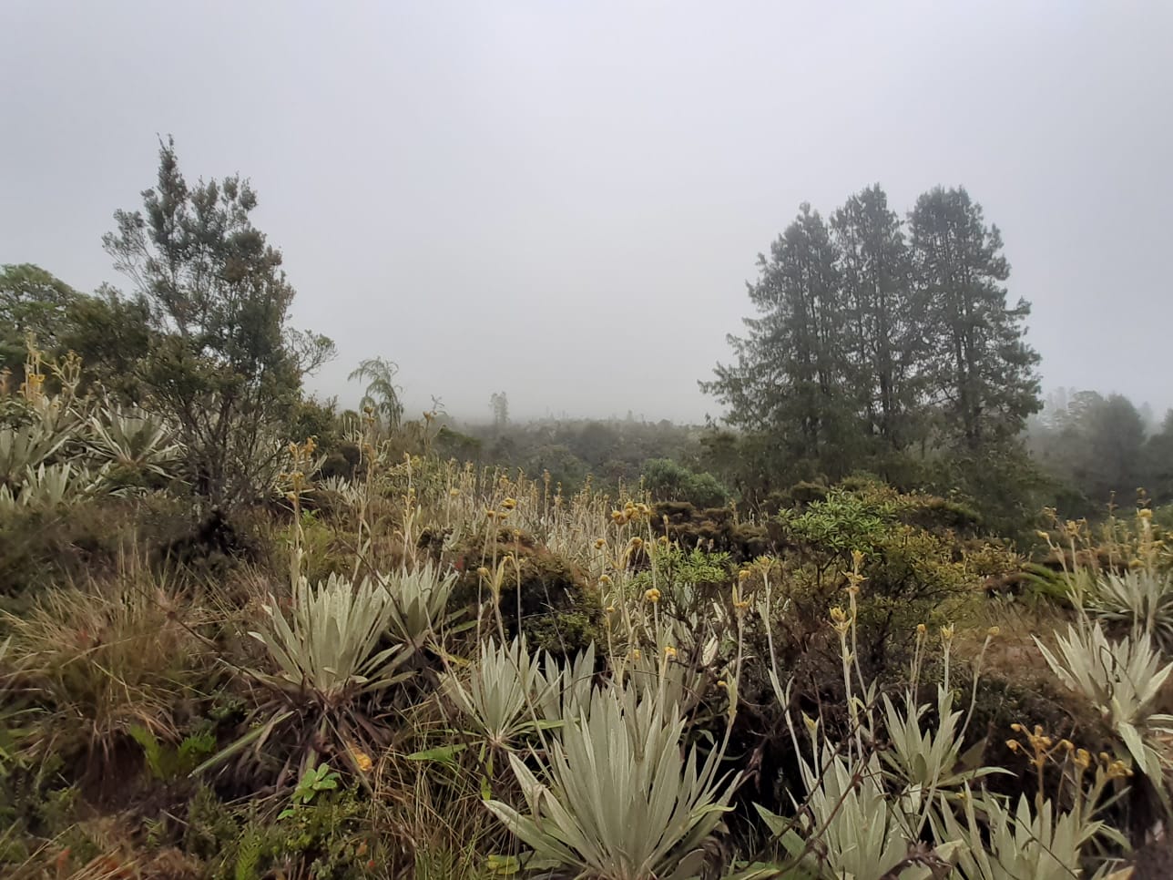 Paisaje de páramo con frailejones y neblina, Reserva Natural El Páramo, Guasca
