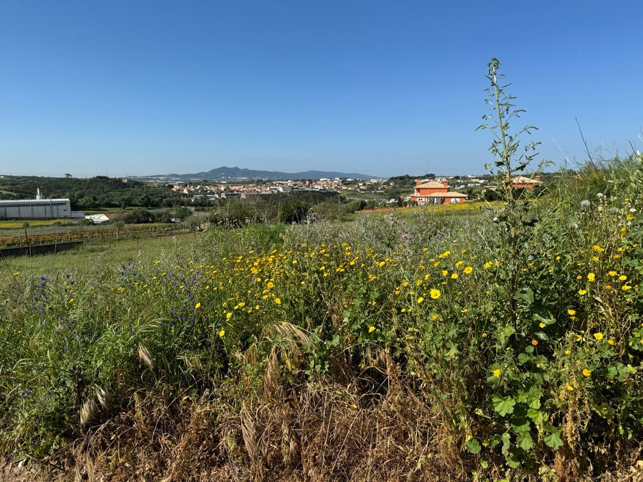 Plot of land in Sintra viewed during a 2024 property search in Portugal