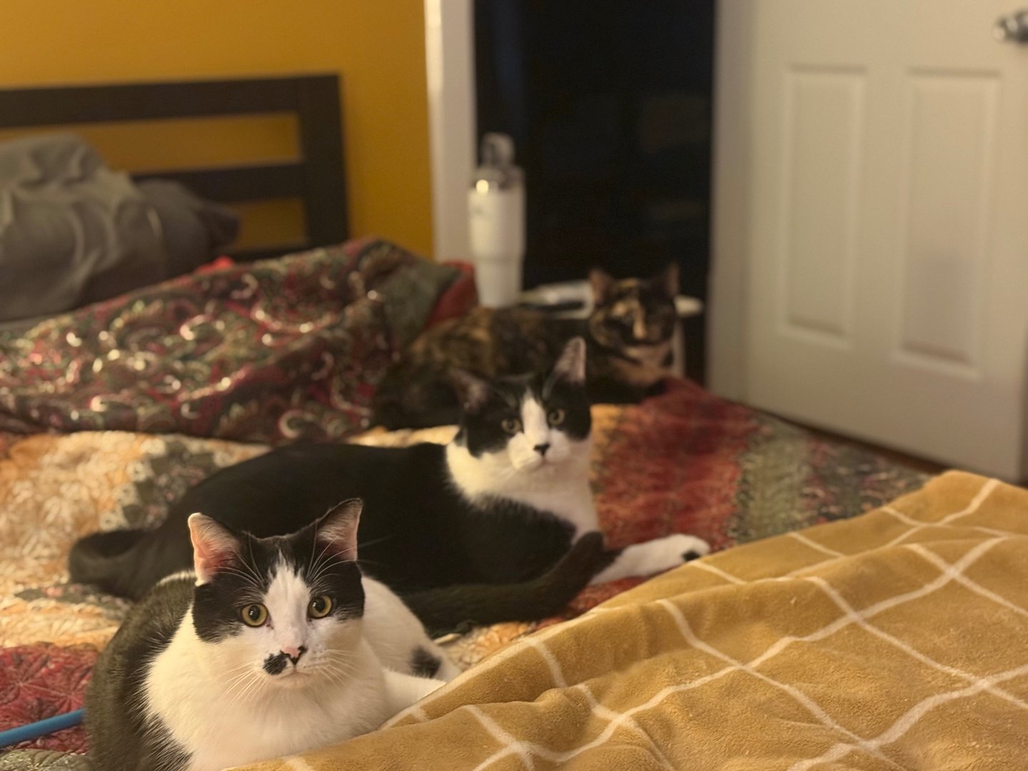 Three cats on bed