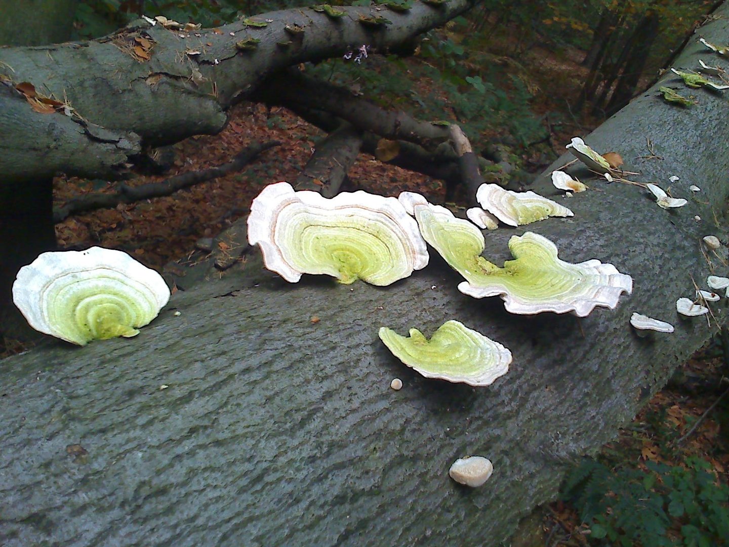 Lichtgroene paddestoelen op een omgevallen boomstam in het bos
