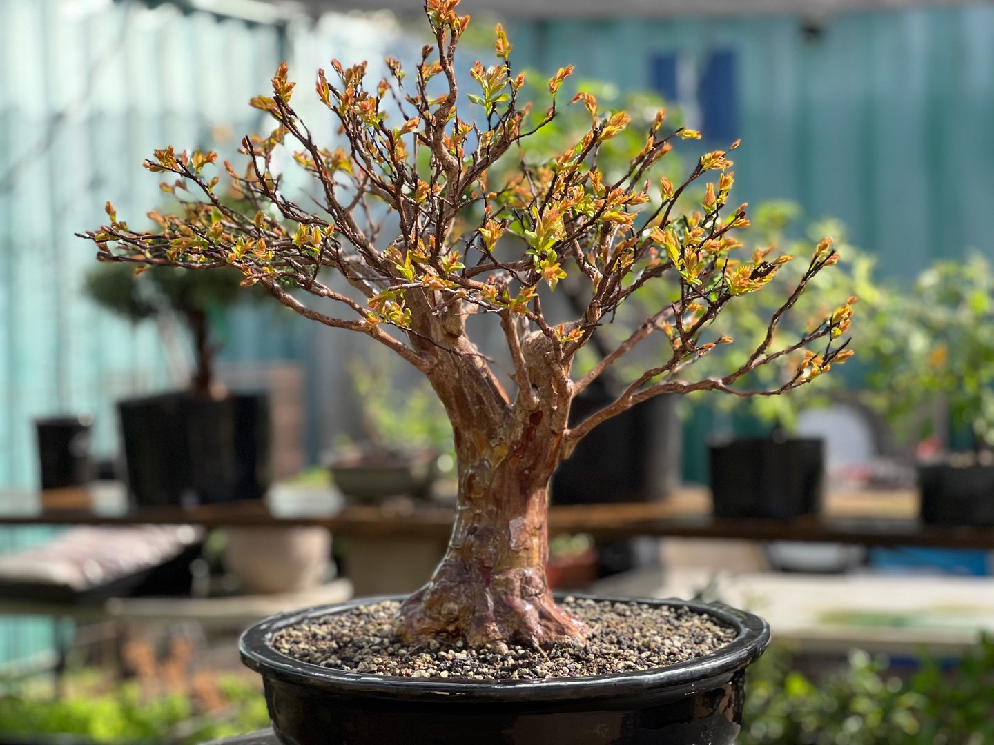 crape myrtle bonsai Colin Purcell 