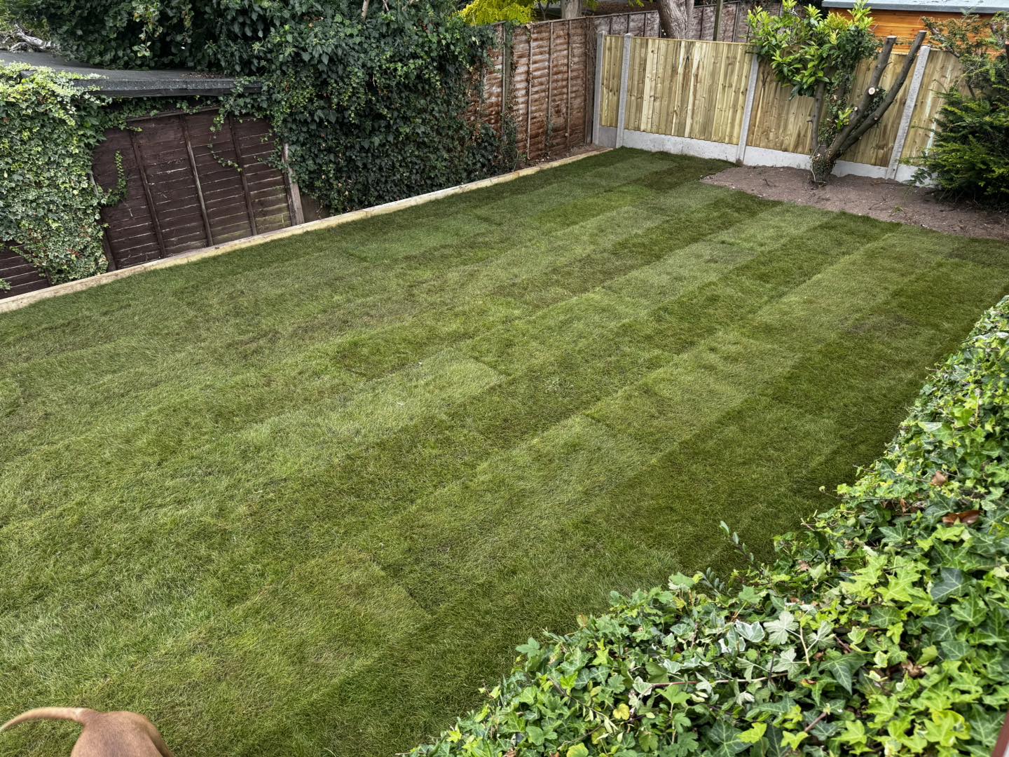 Lush green lawn laid in Worcester residential property