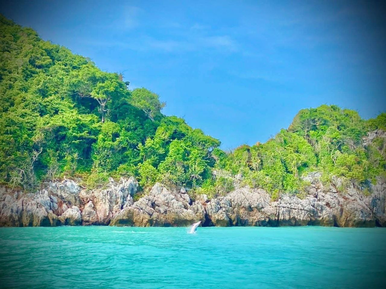 pink dolphin tour samui