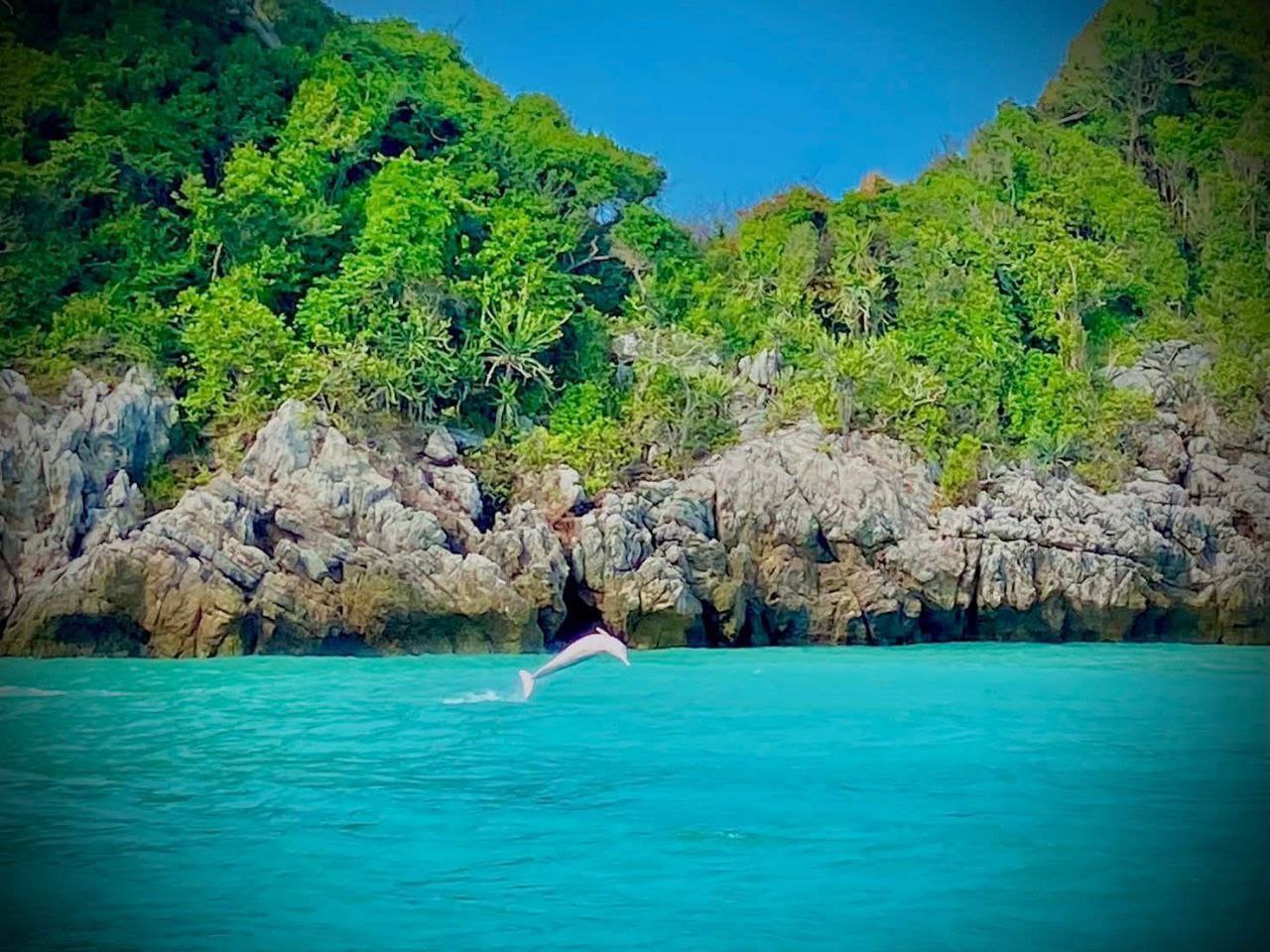 pink dolphins thailand