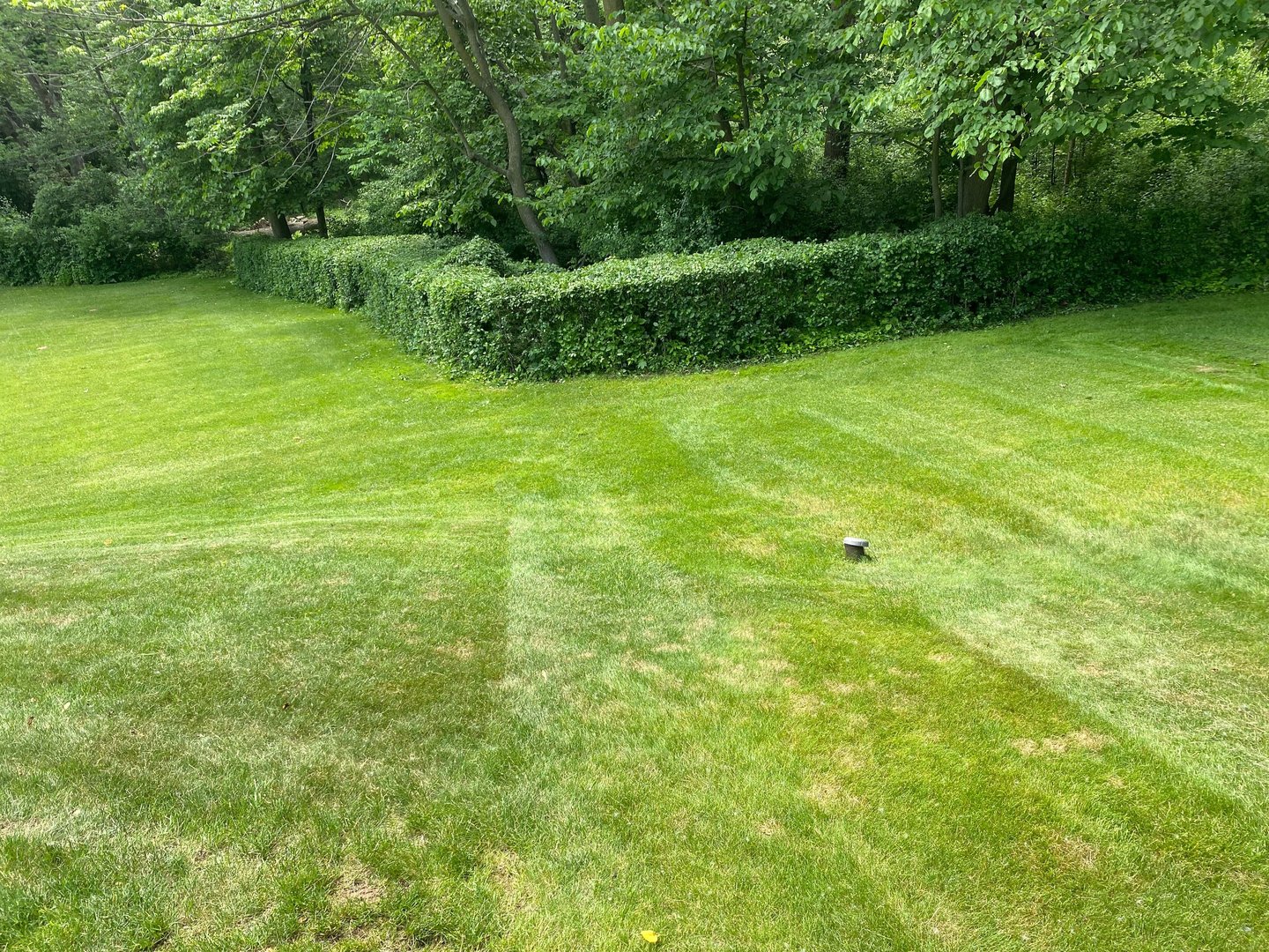 a yard that was just mowed and bushes that were just trimmed