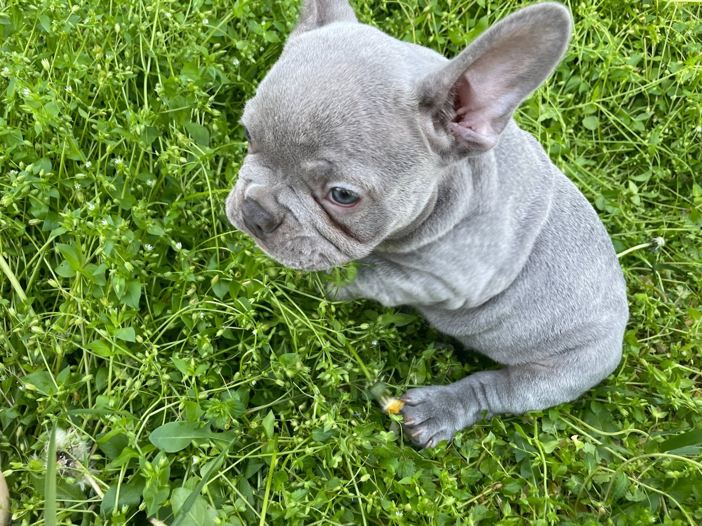 French Bulldog Puppy