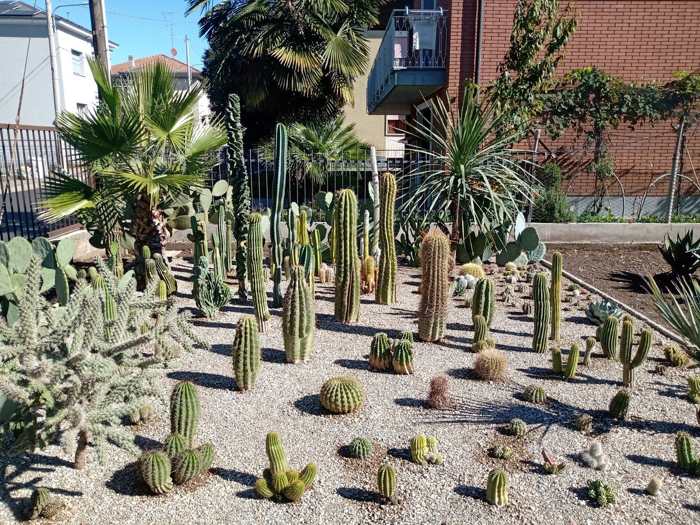 aiuole con cactus all'aperto senza coperture da pioggia, neve, umidità, brina, temperature gelide