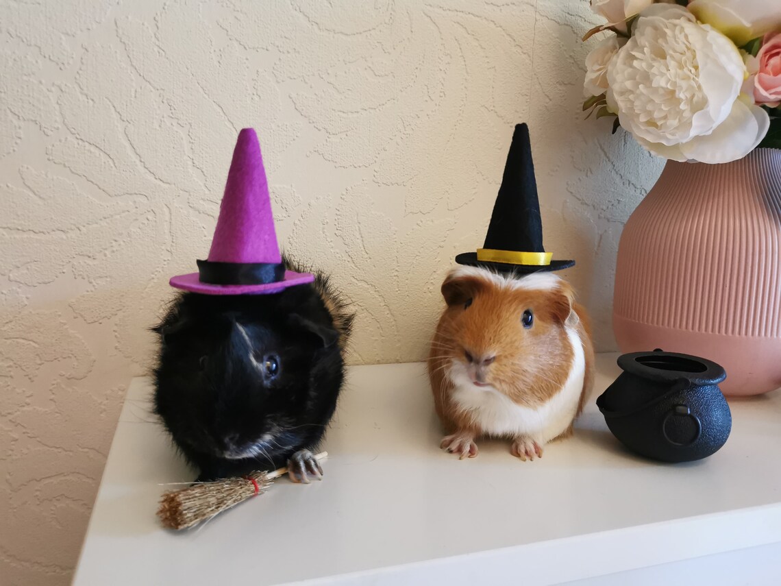 two guineas dressed up as witches and witches