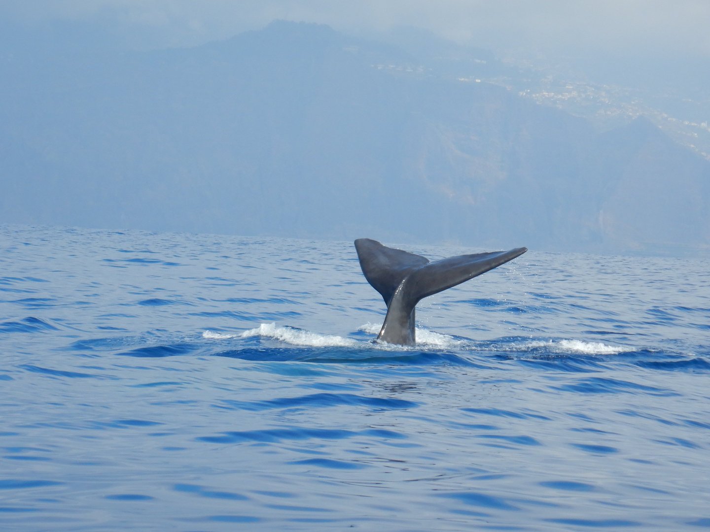 Sperm whale fluke surfacing during a whale watching tour in Madeira, Portugal, against a backdrop of hazy coastal cliffs.