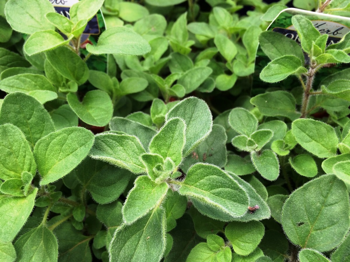 greek oregano