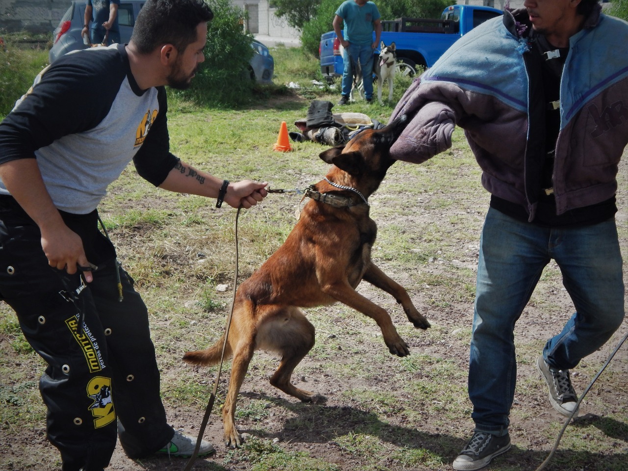 Perros de todas las edades