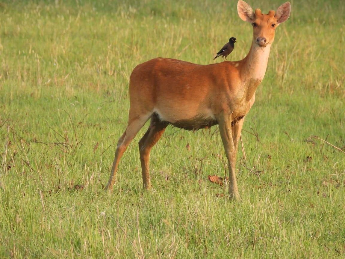 deer in Bardia National Park