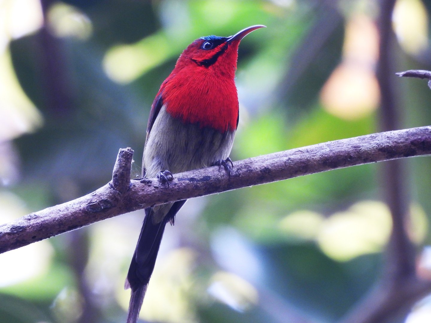 biodiversity in Bardiya Park
