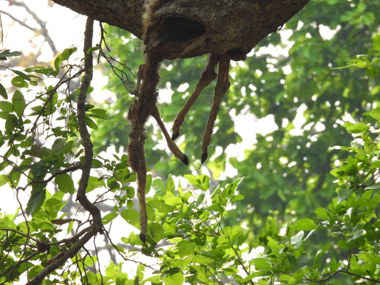 crow's feet in a tree in Bardia Forest