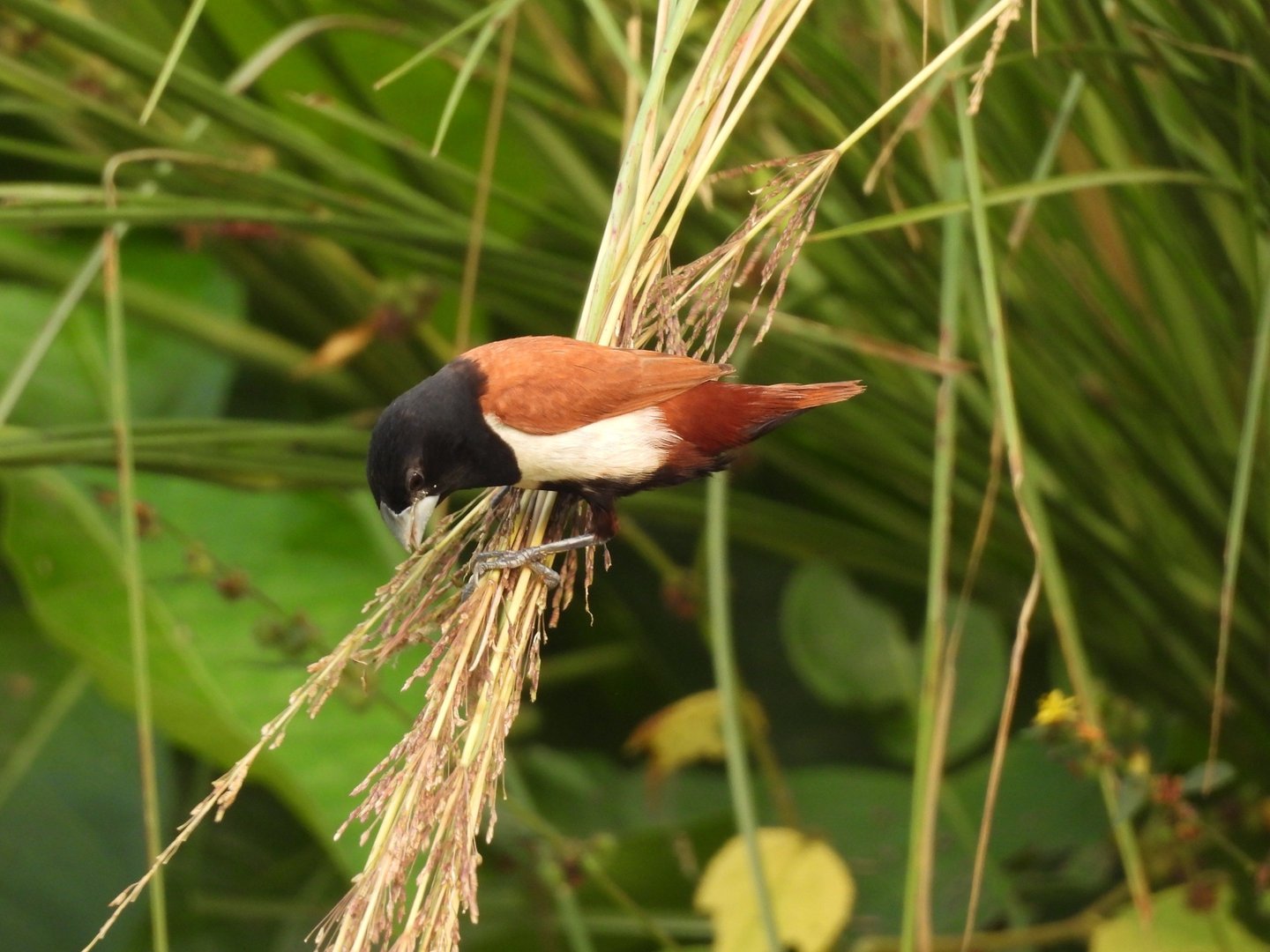 Terai bird in Bardiya