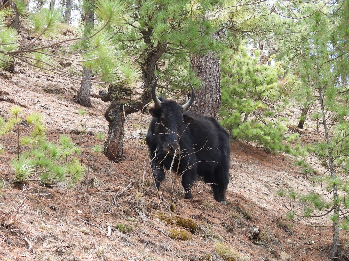wild yak in the montain