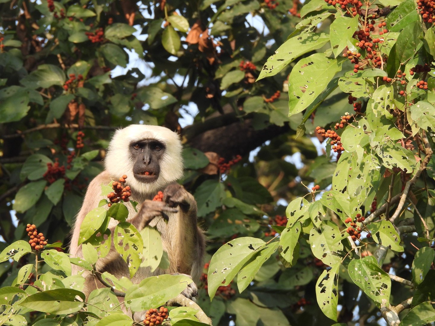 langur eating fruit in Bardiya
