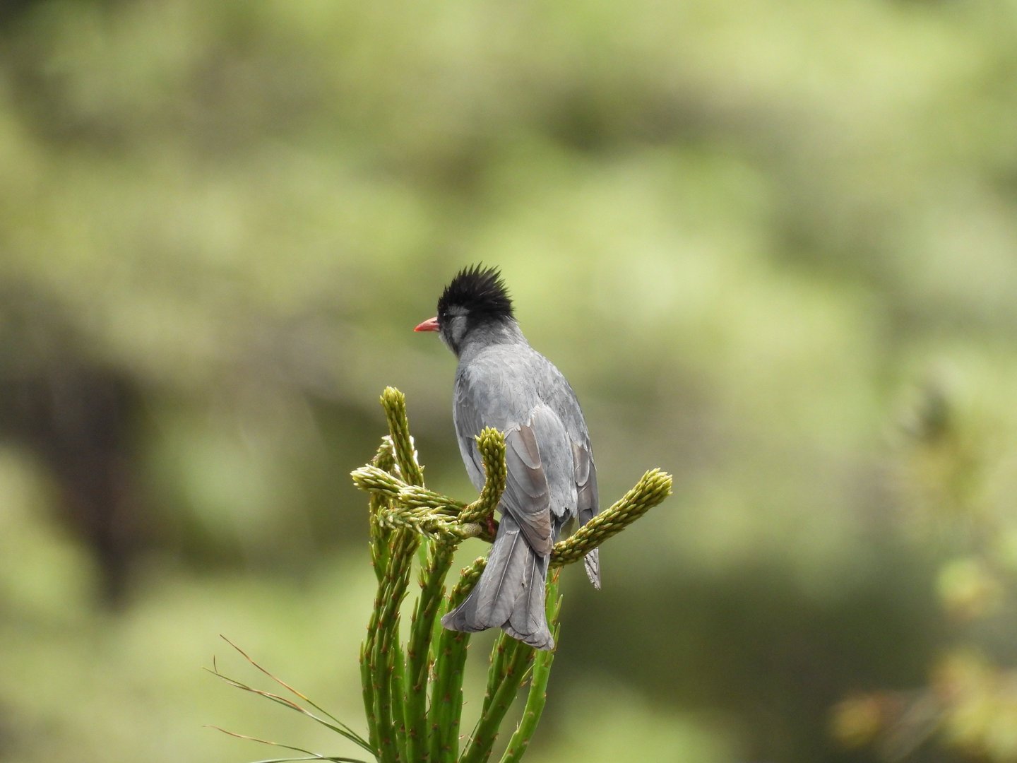 Himalayan Bulbul - Nepal trekking wildlife Dolpo