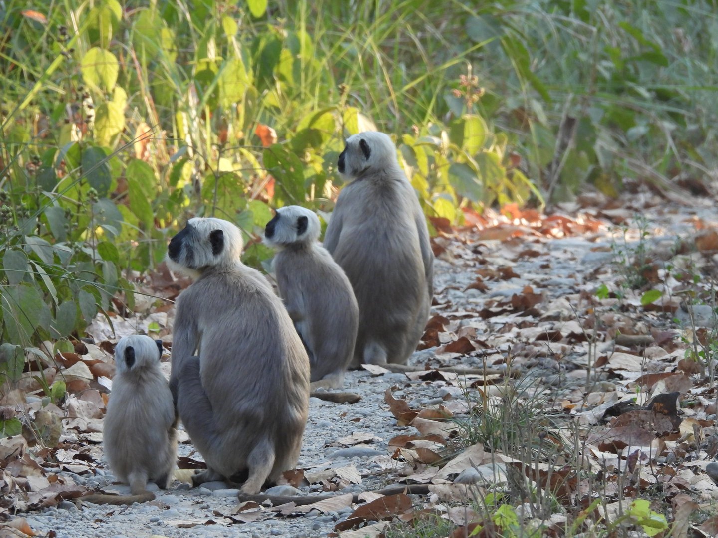 langurs en famille dans le Parc National de Bardiya