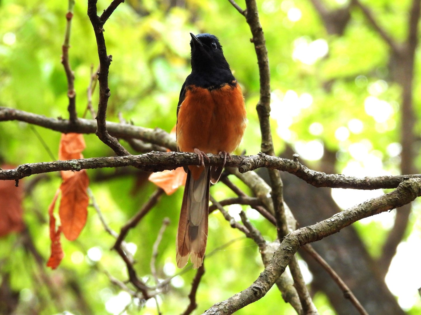 bird in bardiya